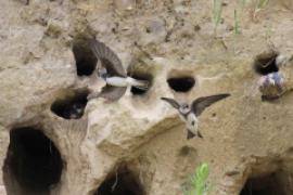 Brzegówka - Riparia riparia - Sand Martin