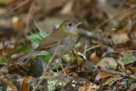 Drozdek rdzawogłowy - Catharus frantzii - Ruddy-capped Nightingale-Thrush
