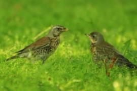 Kwiczoł - Turdus pilaris - Fieldfare