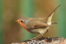 Rudzik - Erithacus rubecula - European Robin