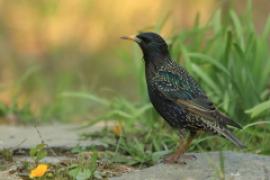 Szpak - Sturnus vulgaris - Common Starling