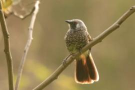 Tymal białorzytny - Turdoides leucopygia - White-rumped Babbler
