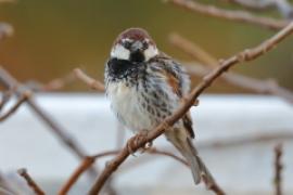 Wróbel śródziemnomorski - Passer hispaniolensis - Spanish Sparrow