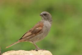 Wróbel szary - Passer swainsonii - Swainson's Sparrow