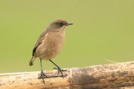 Wrzośnik - Pinarochroa sordida - Moorland Chat