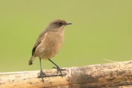 Wrzośnik - Pinarochroa sordida - Moorland Chat