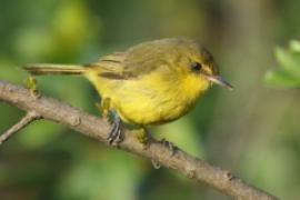 Zaganiacz górski - Iduna similis - Mountain Yellow Warbler