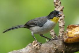 Zaroślak białołbisty - Atlapetes albinucha - White-naped Brush Finch