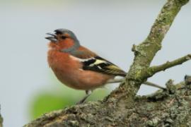 Zięba - Fringilla coelebs - Common Chaffinch