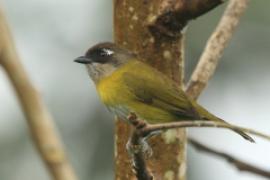 Zieleniec żółtopierśny - Chlorospingus flavopectus- Common Bush Tanager