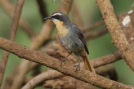 Złotokosik ogrodowy - Dessonornis caffer - Cape Robin Chat