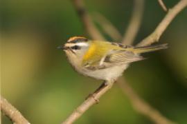 Zniczek - Regulus ignicapilla - Firecrest