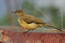 Żółtobrzuch okularowy - Chlorocichla flaviventris - Yellow-bellied Greenbul