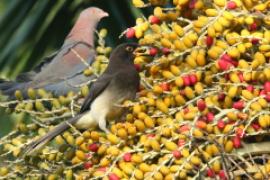 Brązowronka - Psilorhinus morio - Brown Jay