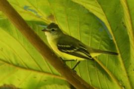 Wireonek żółtogardły - Vireo flavifrons - Yellow-throated Vireo