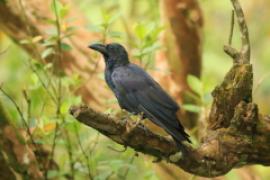 Wrona wielkodzioba - Corvus macrorhynchos - Large-billed Crow