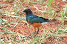 Błyszczak rudobrzuchy - Lamprotornis superbus - Superb Starling