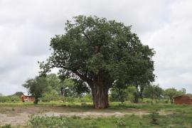 Baobab.