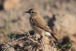Pokląskwa - Saxicola rubetra - Whinchat