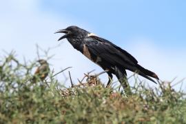 Kruk srokaty - Corvus albus - Pied Crow