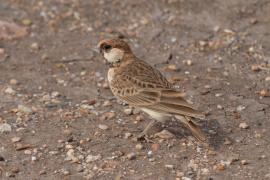 Pustynka płowa - Eremopterix leucopareia - Fischer's Sparrow Lark