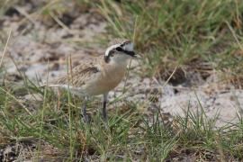 Sieweczka śniada - Charadrius tricollaris - Three-banded Plover