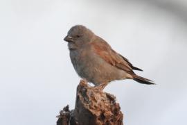 Wróbel suahilijski - Passer suahelicus - Swahili Sparrow