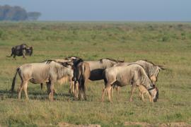 Gnu w Amboseli.
