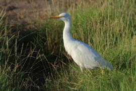 Czapla złotawa - Bubulcus ibis - Western Cattle Egret