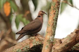 Synogarlica czerwonooka - Streptopelia semitorquata - Red-eyed Dove