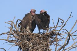 Sęp uszaty - Torgos tracheliotos - Lappet-faced Vulture