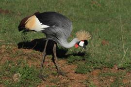 Koronnik szary - Balearica regulorum - Grey Crowned Crane
