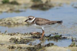 Sieweczka obrożna - Charadrius hiaticula - Common Ringed Plover