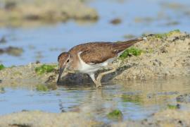 Brodziec piskliwy - Actitis hypoleucos - Common Sandpiper
