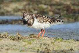 Kamusznik - Arenaria interpres - Ruddy Turnstone