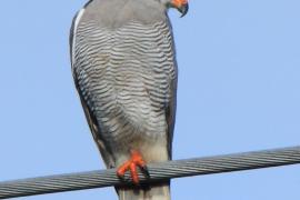 Owadożer mały - Kaupifalco monogrammicus - Lizard Buzzard