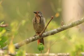 Palmodrozd tarczowy - Cichladusa arquata - Collared Palm-Thrush