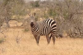 Zebra.