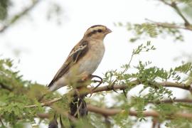 Wdówka atłasowa - Vidua chalybeata - Village Indigobird