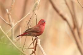 Amarantka czerwonodzioba - Lagonosticta senegala - Red-billed Firefinch