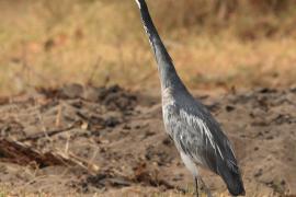 Czapla czarnogłowa - Ardea melanocephala - Black-headed Heron