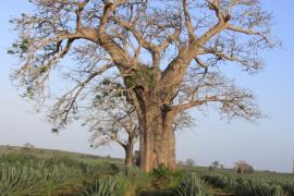 Baobab.