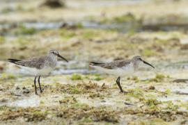 Biegus krzywodzioby - Calidris ferruginea - Curlew Sandpiper