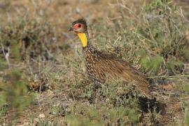 Szponiastonóg żółtogardły - Pternistis leucoscepus - Yellow-necked Spurfowl