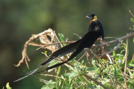 Wdówka rajska - Vidua paradisaea - Eastern Paradise Whydah