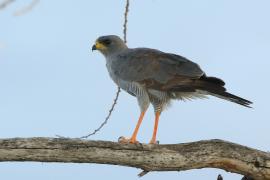 Jastrzębiak popielaty - Melierax poliopterus - Eastern Chanting Goshawk