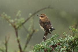 Białorzytka - Oenanthe oenanthe - Wheatear