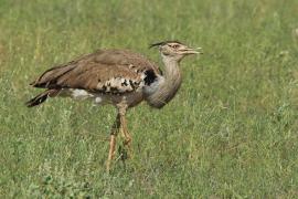 Drop olbrzymi - Ardeotis kori - Kori Bustard