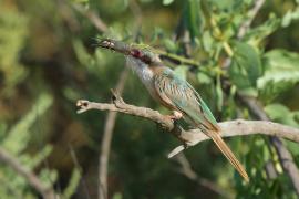 Żołna blada - Merops revoilii - Somali Bee-eater