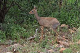 Dik dik w Parku Samburu.